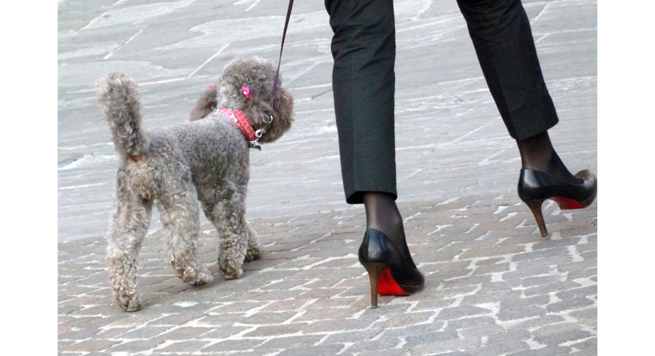 Italienske stiletter og puddelhund